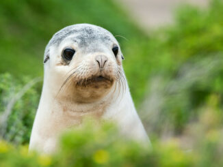 Stock image of Australian sea lion pup behind a green bush on Kangaroo Island.