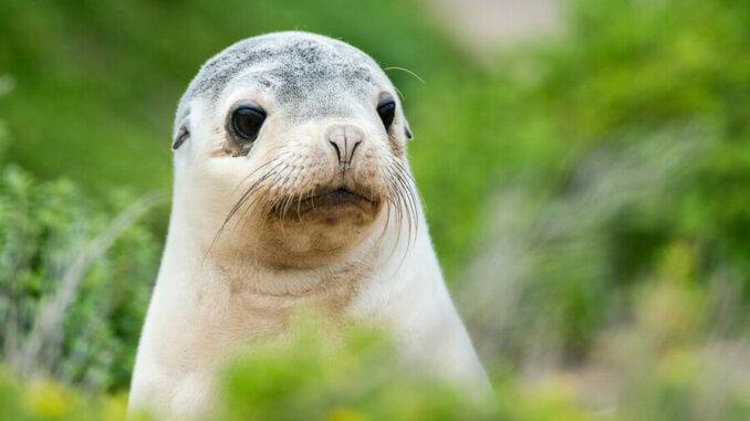 Stock image of Australian sea lion pup behind a green bush on Kangaroo Island.