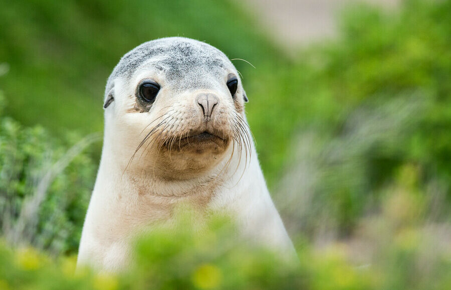 Stock image of Australian sea lion pup behind a green bush on Kangaroo Island.
