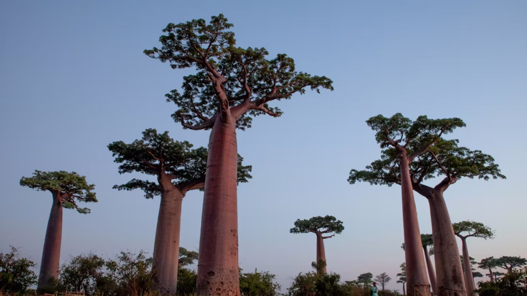 Madagascar’s protected forests cover 10% of the country’s land area.