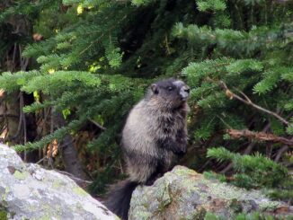 A marmot in Mount Revelstoke National Park, British Columbia.