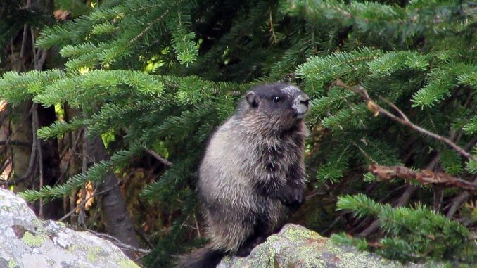 A marmot in Mount Revelstoke National Park, British Columbia.