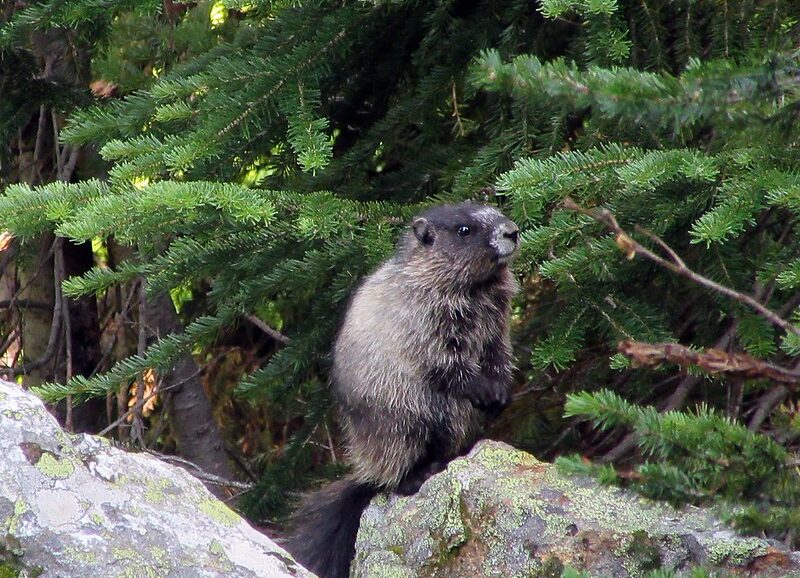 A marmot in Mount Revelstoke National Park, British Columbia.