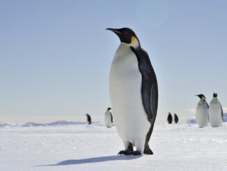 Penguins near the United States’ McMurdo Station and New Zealand’s Scott Base.