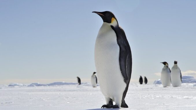 Penguins near the United States’ McMurdo Station and New Zealand’s Scott Base.