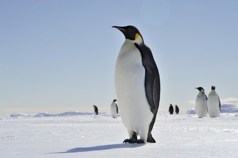 Penguins near the United States’ McMurdo Station and New Zealand’s Scott Base.