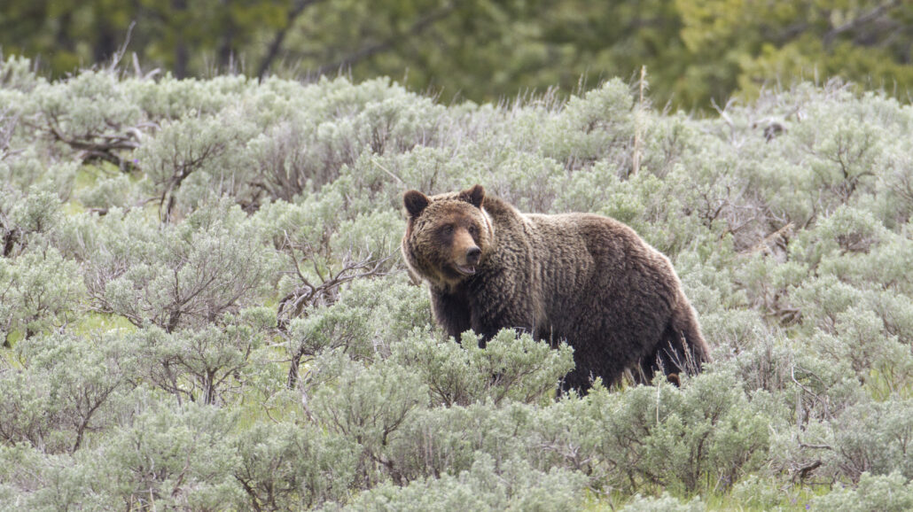 A grizzly bear wandering Yellowstone National Park