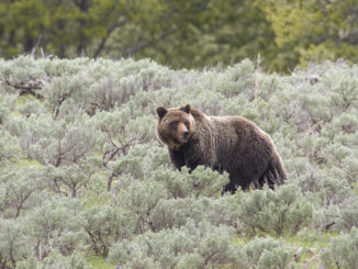 A grizzly bear wandering Yellowstone National Park