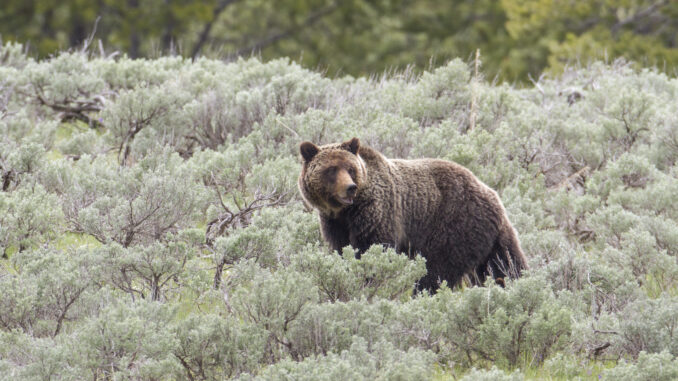 A grizzly bear wandering Yellowstone National Park
