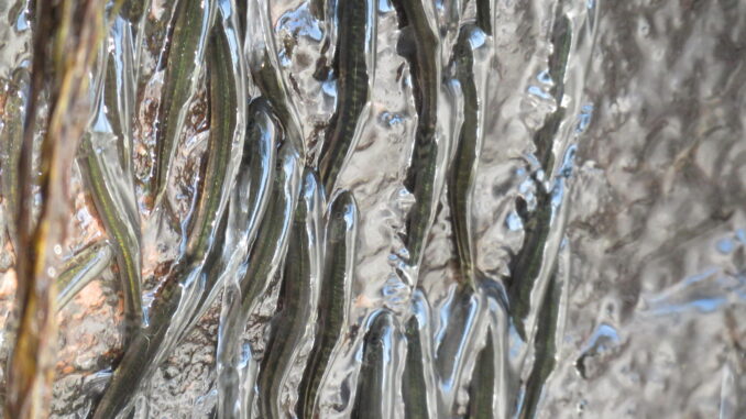 Specimens of Parakneria crossing the second level of the Luvilombo Falls.