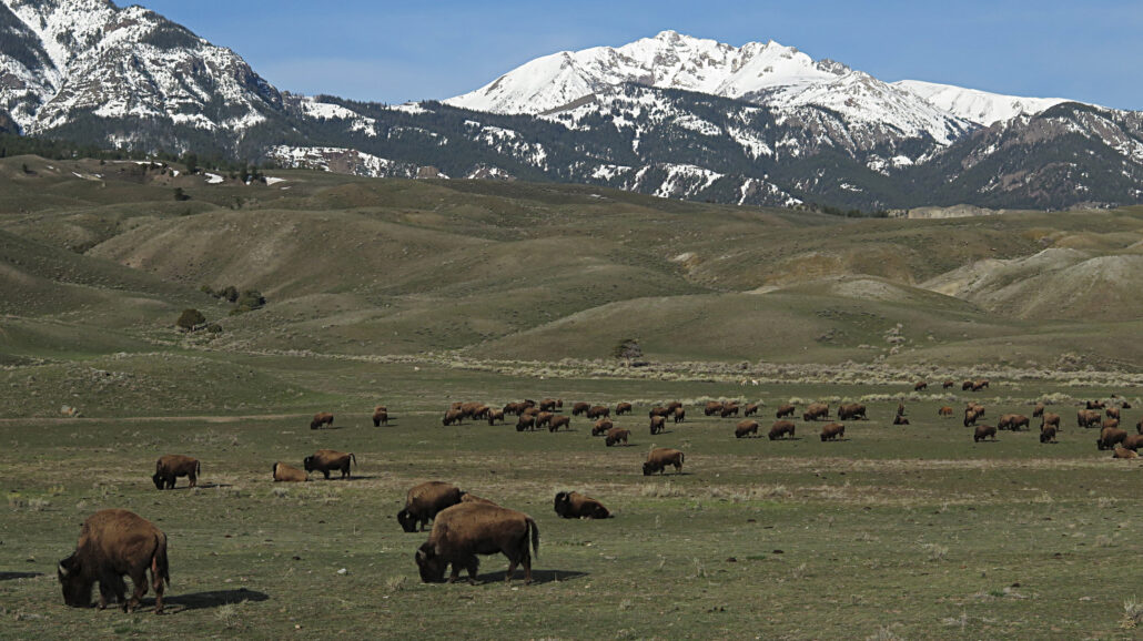 Bison near the North Entrance of Yellowstone, April 2014;
