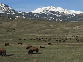 Bison near the North Entrance of Yellowstone, April 2014;