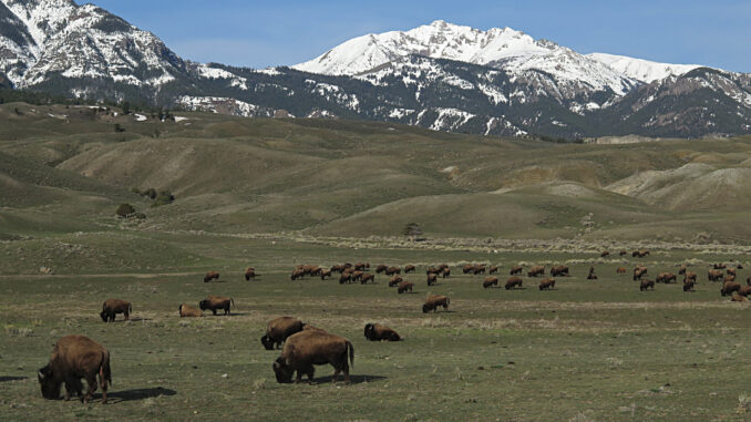 Bison near the North Entrance of Yellowstone, April 2014;